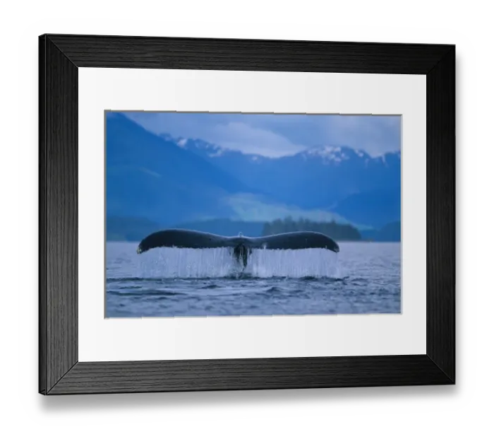Framed Print : Alaska, Tongass National Forest, Tail flukes of Humpback Whale (Megaptera novaengliae)
