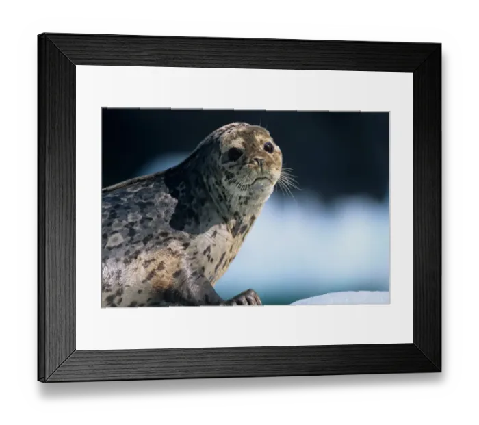 Framed Print : USA, Alaska, Tongass National Forest, Harbor Seal (Phoca vitulina) resting on iceberg Framed Print : USA, Alaska, Tongass National Forest, Harbor Seal (Phoca vitulina) resting on iceberg