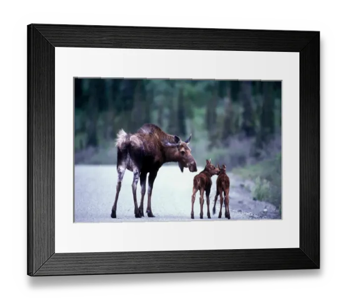 Framed Print : USA, Alaska, Denali National Park, Moose cow and calves (Alces alces) on park road Framed Print : USA, Alaska, Denali National Park, Moose cow and calves (Alces alces) on park road