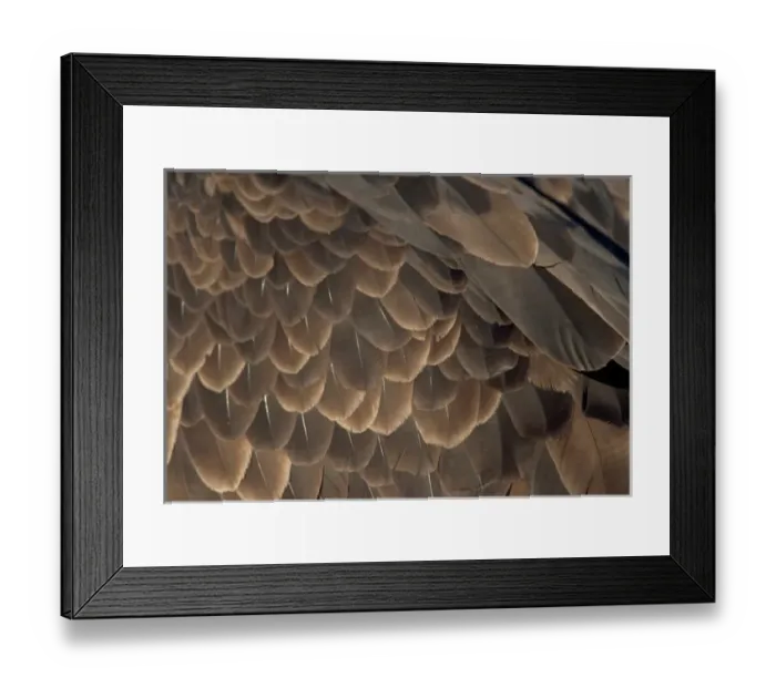Framed Print : USA, Alaska, Homer, Close-up of Bald Eagles feathers (Haliaeetus leucocephalus) Framed Print : USA, Alaska, Homer, Close-up of Bald Eagles feathers (Haliaeetus leucocephalus)