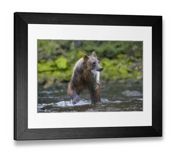 Framed Print : USA, Alaska, Brown (Grizzly) Bear (Ursus arctos) feeding on spawning Sockeye Salmon Framed Print : USA, Alaska, Brown (Grizzly) Bear (Ursus arctos) feeding on spawning Sockeye Salmon