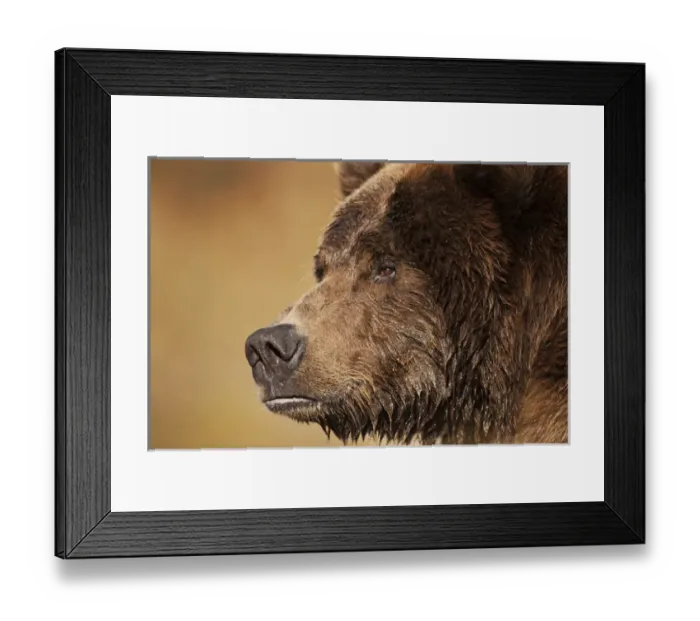 Framed Print : USA, Alaska, Katmai National Park, Close-up profile of adult male Coastal Brown Bear Framed Print : USA, Alaska, Katmai National Park, Close-up profile of adult male Coastal Brown Bear