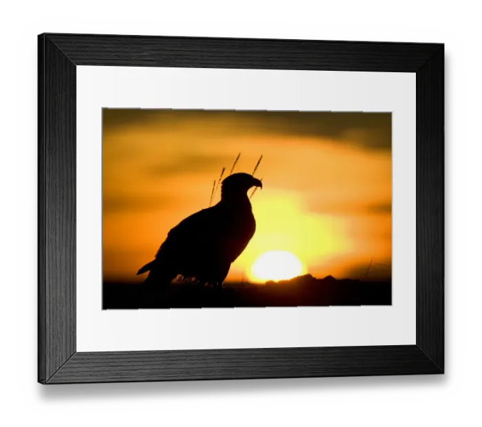 Framed Print : USA, Alaska, Homer, Silhouette of Bald Eagle (Haliaeetus leucocephalus) sitting
