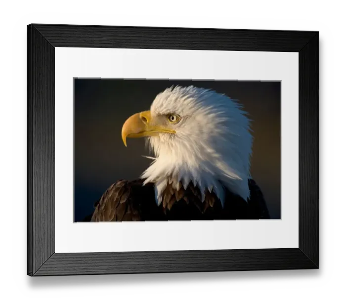 Framed Print : USA, Alaska, Homer, Close-up portrait of Bald Eagle (Haliaeetus leucocephalus) resting Framed Print : USA, Alaska, Homer, Close-up portrait of Bald Eagle (Haliaeetus leucocephalus) resting