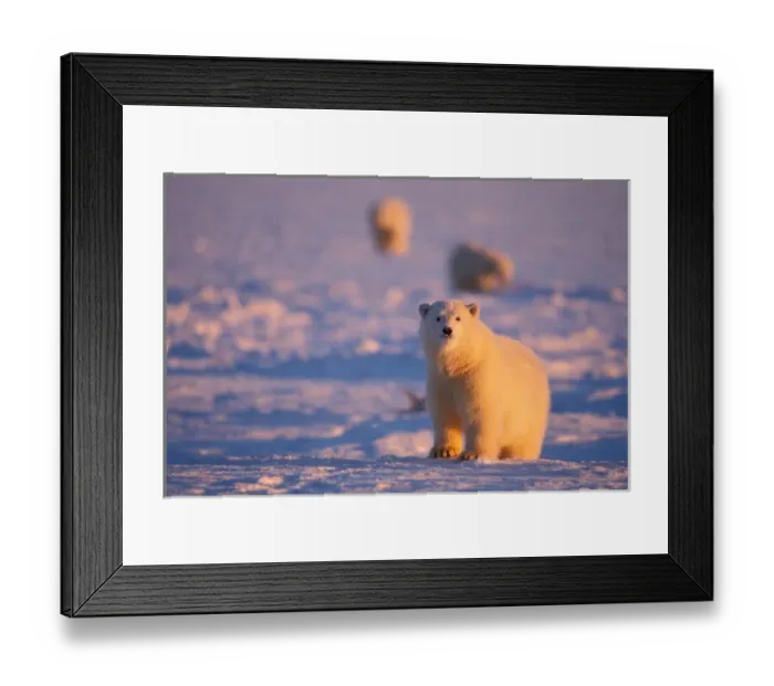 Framed Print : polar bear, Ursus maritimus, a young curious bear in the 1002 area of the Arctic Framed Print : polar bear, Ursus maritimus, a young curious bear in the 1002 area of the Arctic
