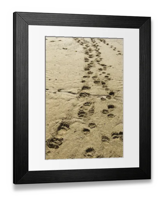 Framed Print : USA, Alaska, Katmai National Park, Footprints from Grizzly Bear Spring Cubs (Ursus Framed Print : USA, Alaska, Katmai National Park, Footprints from Grizzly Bear Spring Cubs (Ursus