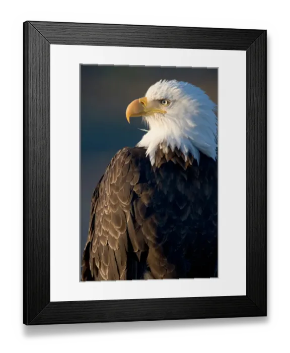 Framed Print : USA, Alaska, Homer, Close-up portrait of Bald Eagle (Haliaeetus leucocephalus) resting