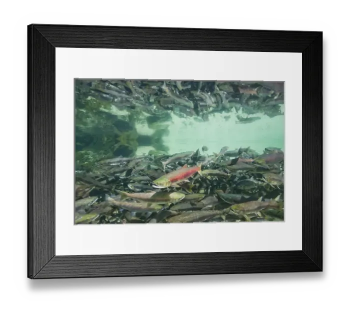 Framed Print : USA, Alaska, Katmai National Park, Underwater view of spawning Chum Salmon (Oncorhynchus keta) Framed Print : USA, Alaska, Katmai National Park, Underwater view of spawning Chum Salmon (Oncorhynchus keta)