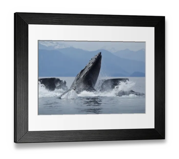 Framed Print : USA, Alaska, Angoon, Close-up of Humpback Whales (Megaptera novaengliae) lunging