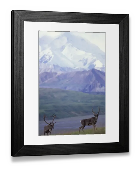 Framed Print : North America, USA, Alaska, Denali NP, near Thorofare Pass. Bull caribou and Mt. McKinley