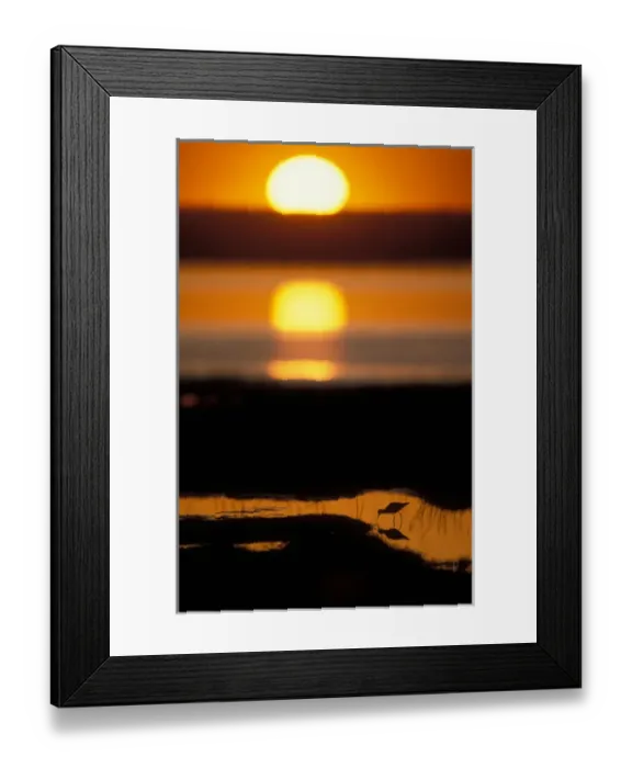 Framed Print : USA, Alaska, Lesser Yellowlegs (Tringa flavipes) silhouetted at sunset in Potter Framed Print : USA, Alaska, Lesser Yellowlegs (Tringa flavipes) silhouetted at sunset in Potter