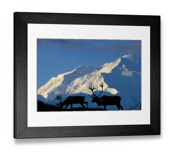 Framed Print : USA, Alaska, Denali National Park, Bull Caribou (Rangifer tarandus) near Wonder Lake and Mt Framed Print : USA, Alaska, Denali National Park, Bull Caribou (Rangifer tarandus) near Wonder Lake and Mt