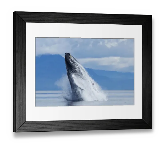 Framed Print : USA, Alaska, Tongass National Forest, Humpback Whale (Megaptera novaengliae) breaches Framed Print : USA, Alaska, Tongass National Forest, Humpback Whale (Megaptera novaengliae) breaches