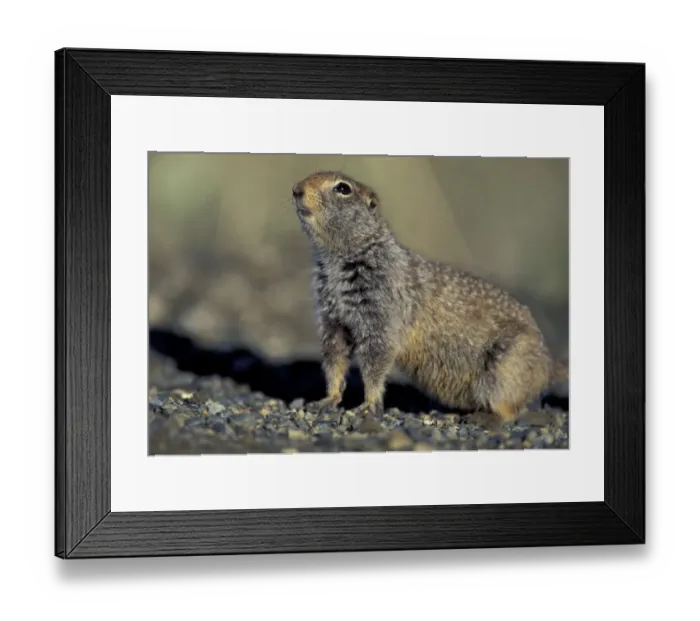 Framed Print : NA, USA, Alaska, Denali National Park. Arctic ground squirrel hides in brush in Thorofare Framed Print : NA, USA, Alaska, Denali National Park. Arctic ground squirrel hides in brush in Thorofare