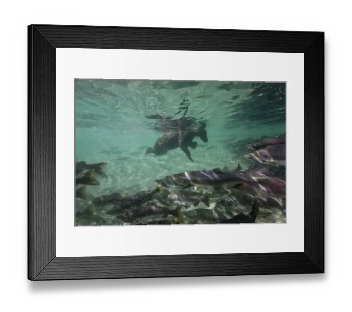 Framed Print : USA, Alaska, Katmai National Park, Underwater view of Grizzly Bear (Ursus arctos) Framed Print : USA, Alaska, Katmai National Park, Underwater view of Grizzly Bear (Ursus arctos)