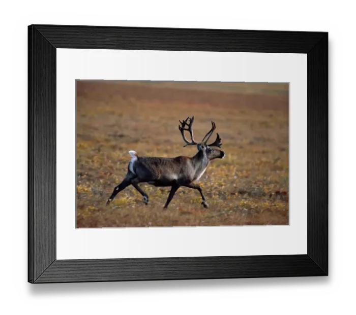 Framed Print : barren ground caribou, Rangifer tarandus, bull in the arctic where large herds migrate Framed Print : barren ground caribou, Rangifer tarandus, bull in the arctic where large herds migrate