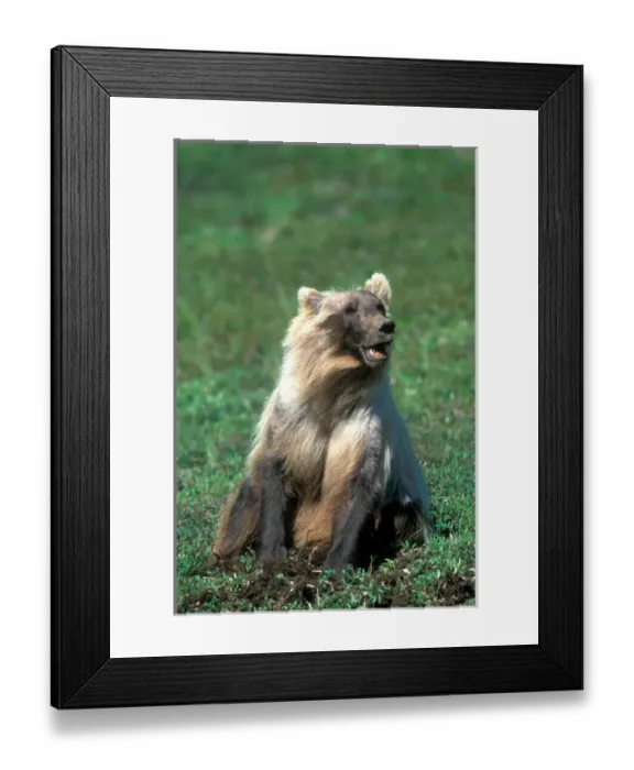 Framed Print : USA, Alaska, Denali National Park, Grizzly Bear (Ursus arctos) sitting in summer Framed Print : USA, Alaska, Denali National Park, Grizzly Bear (Ursus arctos) sitting in summer