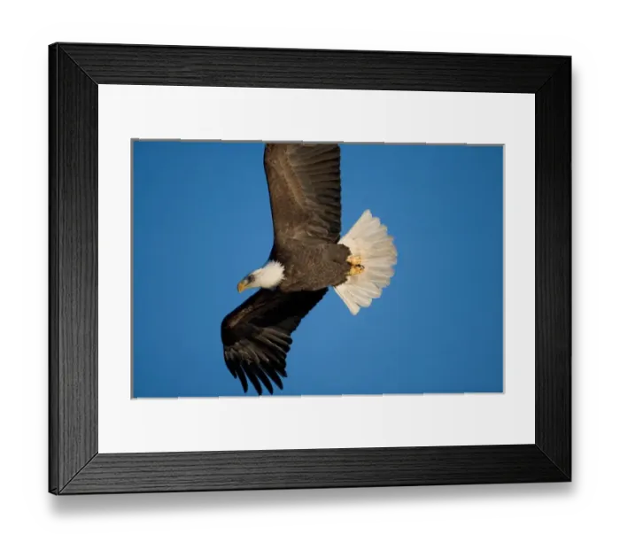 Framed Print : USA, Alaska, Homer, Bald Eagle (Haliaeetus leucocephalus) in flight above Kachemak Framed Print : USA, Alaska, Homer, Bald Eagle (Haliaeetus leucocephalus) in flight above Kachemak