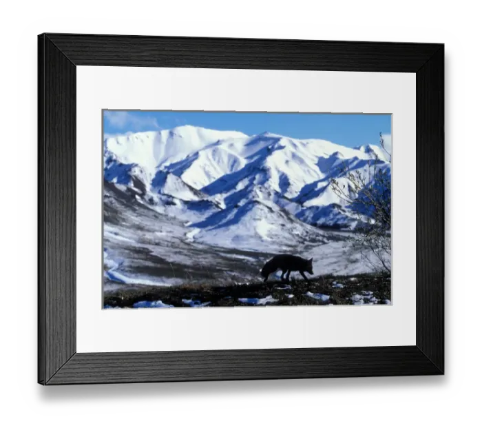 Framed Print : USA, Alaska, Denali National Park, Red Fox (Vulpes vulpes) silhouetted against Alaska Framed Print : USA, Alaska, Denali National Park, Red Fox (Vulpes vulpes) silhouetted against Alaska