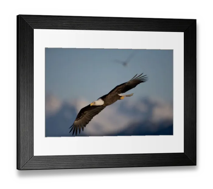 Framed Print : USA, Alaska, Homer, Bald Eagle (Haliaeetus leucocephalus) in flight above Kachemak