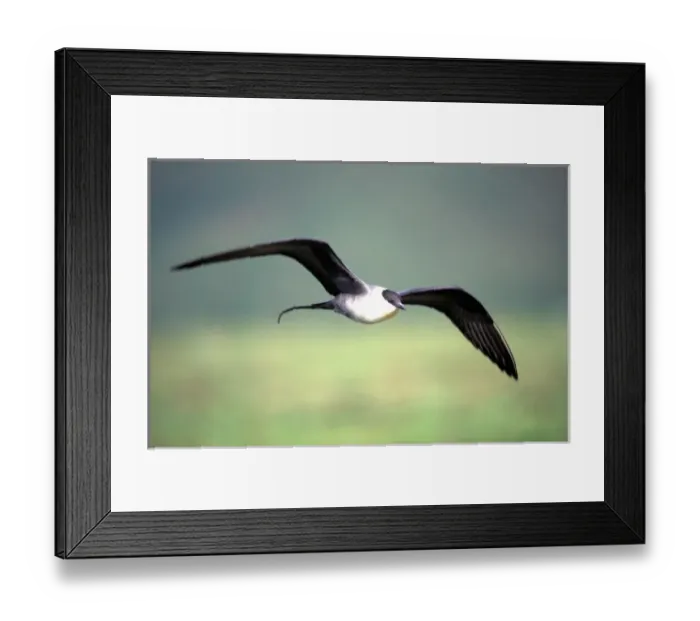 Framed Print : USA, Alaska, Long-tailed Jaeger (Stercorarius longicaudus) defends its nest on arctic Framed Print : USA, Alaska, Long-tailed Jaeger (Stercorarius longicaudus) defends its nest on arctic