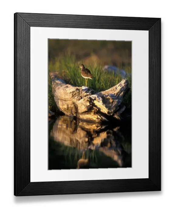 Framed Print : USA, Alaska, Lesser Yellowlegs (Tringa flavipes) balances on log in Potter Marsh Framed Print : USA, Alaska, Lesser Yellowlegs (Tringa flavipes) balances on log in Potter Marsh