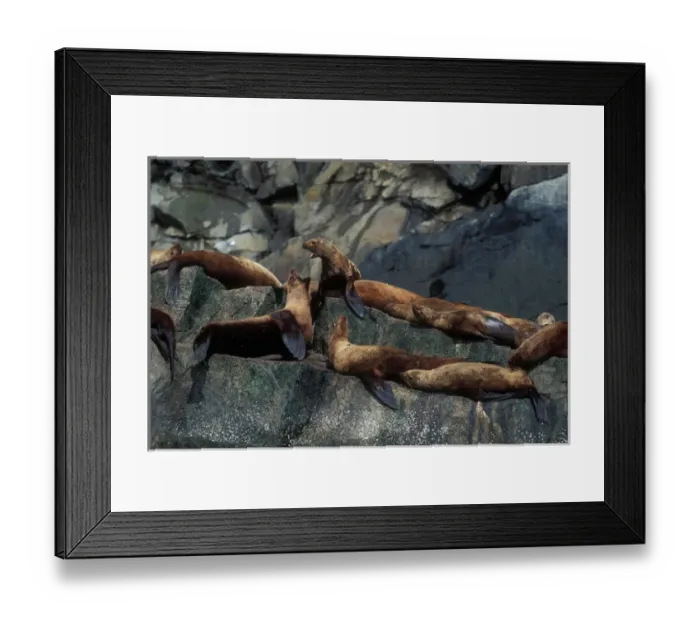 Framed Print : USA, Alaska, Kenai Fjord National Park, Steller Sea Lions (Eumetopias jubatus) hauled Framed Print : USA, Alaska, Kenai Fjord National Park, Steller Sea Lions (Eumetopias jubatus) hauled