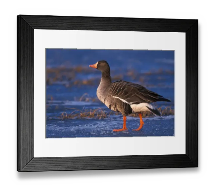 Framed Print : White-fronted goose, Anser albifrons, walking on the frozen 1002 coastal plain of Framed Print : White-fronted goose, Anser albifrons, walking on the frozen 1002 coastal plain of