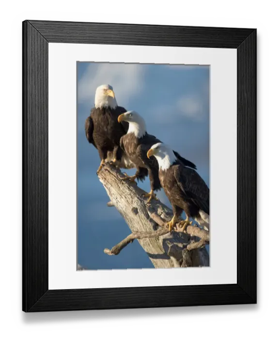 Framed Print : USA, Alaska, Homer, Bald Eagles (Haliaeetus leucocephalus) roost on driftwood perch Framed Print : USA, Alaska, Homer, Bald Eagles (Haliaeetus leucocephalus) roost on driftwood perch