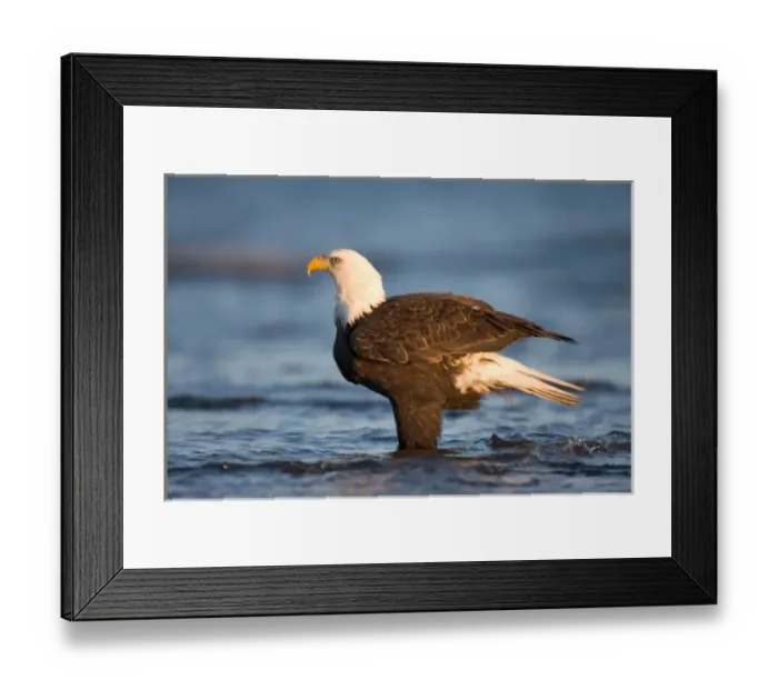 Framed Print : USA, Alaska, Homer, Bald Eagle (Haliaeetus leucocephalus) standing in shallow water