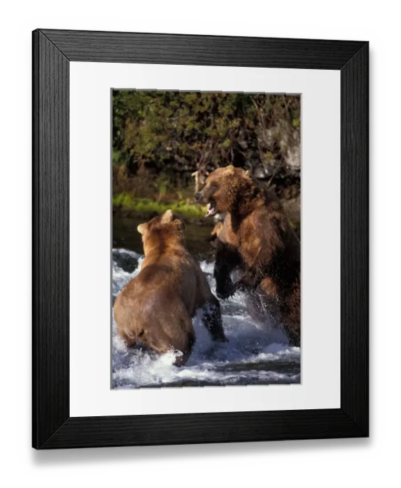 Framed Print : USA, Alaska, Katmai National Park, Grizzly Bears (Ursus arctos) fight over fishing Framed Print : USA, Alaska, Katmai National Park, Grizzly Bears (Ursus arctos) fight over fishing