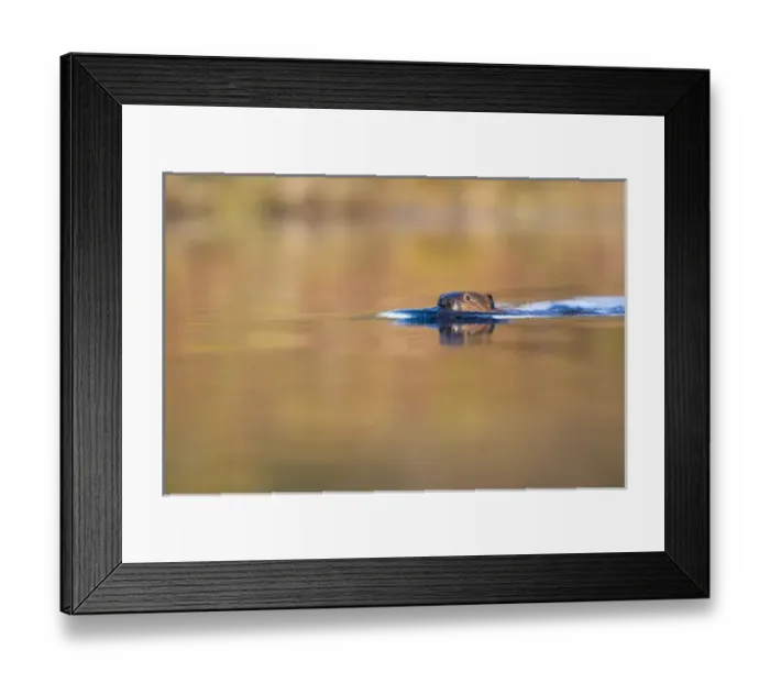 Framed Print : USA, Alaska, Denali National Park, Beaver (Castor canadensis) swimming in pond near