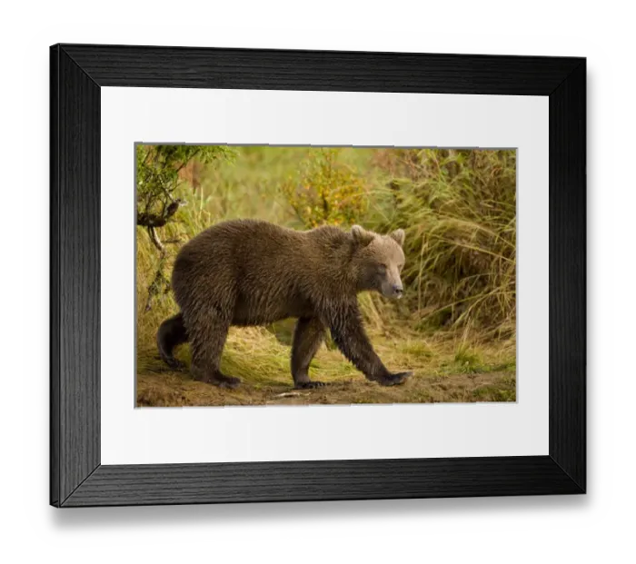Framed Print : USA, Alaska, Katmai National Park, Kinak Bay, Brown Bear (Ursus arctos) walking along Framed Print : USA, Alaska, Katmai National Park, Kinak Bay, Brown Bear (Ursus arctos) walking along