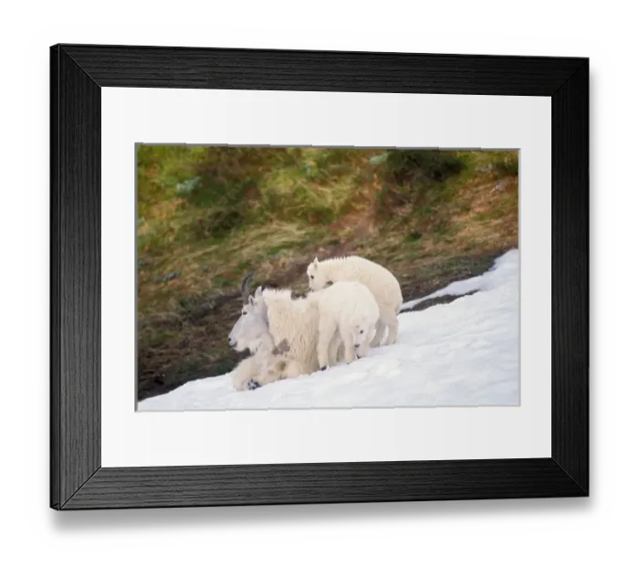 Framed Print : mountian goat, Oreamonos americanus, mother with kids on snow pack in the spring Framed Print : mountian goat, Oreamonos americanus, mother with kids on snow pack in the spring