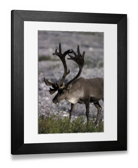 Framed Print : North America, USA, Alaska, Denali NP, Savage River. Bull caribou Framed Print : North America, USA, Alaska, Denali NP, Savage River. Bull caribou