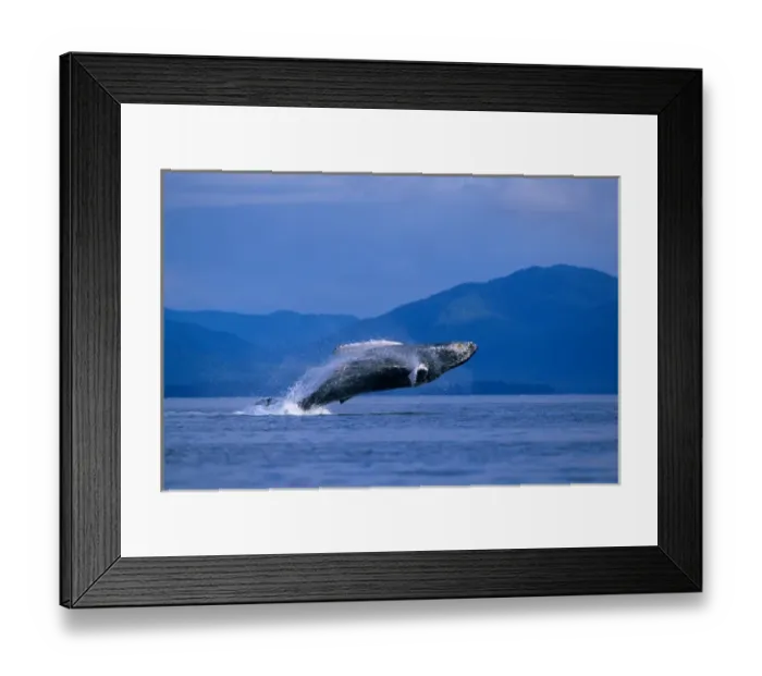 Framed Print : USA, Alaska, Tongass National Forest, Humpback Whale (Megaptera novaengliae) breaches Framed Print : USA, Alaska, Tongass National Forest, Humpback Whale (Megaptera novaengliae) breaches