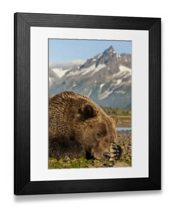 Framed Print : USA, Alaska, Katmai National Park, Grizzly Bear (Ursus arctos) resting on tidal flats Framed Print : USA, Alaska, Katmai National Park, Grizzly Bear (Ursus arctos) resting on tidal flats