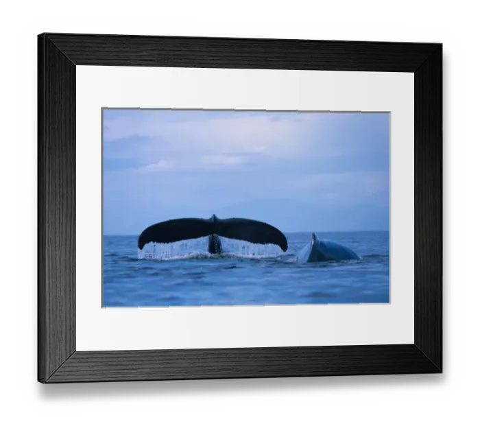 Framed Print : Alaska, Tongass National Forest, Tail flukes of Humpback Whale (Megaptera novaengliae)