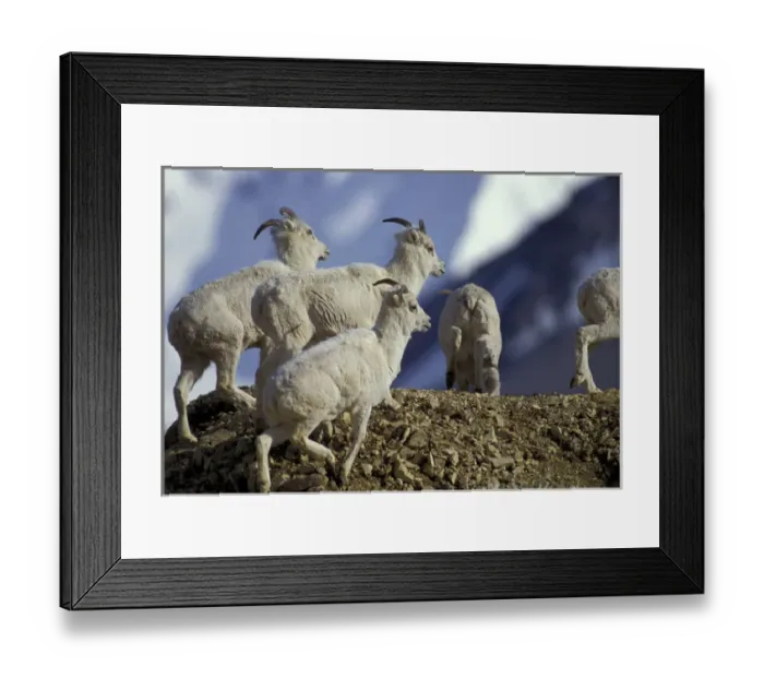 Framed Print : NA, USA, Alaska, Denali National Park. Dall goats on ridge in Savage River Canyon