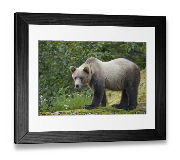 Framed Print : USA, Alaska, Tracy Arm - Fords Terror Wilderness, Brown (Grizzly) Bear yearling cub Framed Print : USA, Alaska, Tracy Arm - Fords Terror Wilderness, Brown (Grizzly) Bear yearling cub