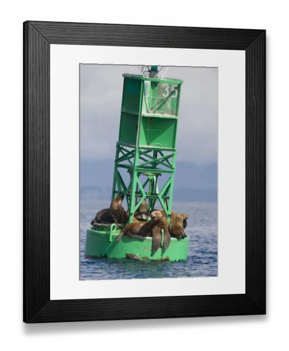 Framed Print : USA, Alaska, Angoon, Steller sea lions (Eumetopias jubatus) resting on navigational Framed Print : USA, Alaska, Angoon, Steller sea lions (Eumetopias jubatus) resting on navigational