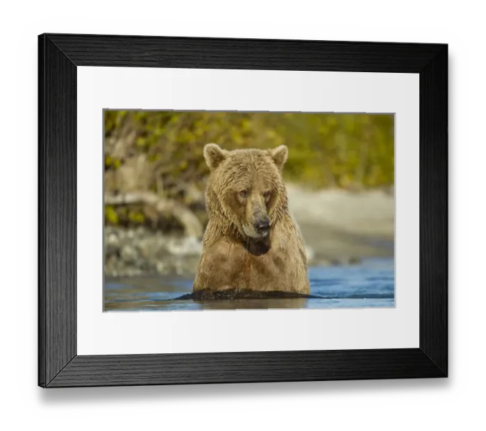 Framed Print : USA, Alaska, Katmai National Park, Adult Grizzly Bear Sow (Ursus arctos) swimming Framed Print : USA, Alaska, Katmai National Park, Adult Grizzly Bear Sow (Ursus arctos) swimming