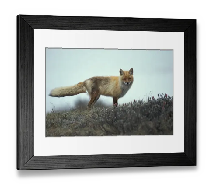 Framed Print : USA, Alaska, Denali National Park, Red Fox (Vulpes vulpes) standing at on tundra Framed Print : USA, Alaska, Denali National Park, Red Fox (Vulpes vulpes) standing at on tundra