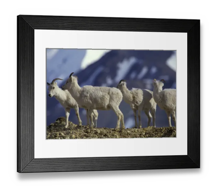 Framed Print : NA, USA, Alaska, Denali National Park. Dall Sheep on ridge in Polychrome Pass