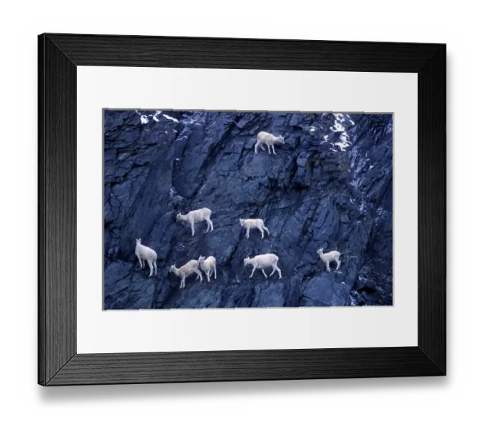 Framed Print : USA, Alaska, Herd of Dalls sheep (Ovis dalli) on steep cliff at Atigun Pass Framed Print : USA, Alaska, Herd of Dalls sheep (Ovis dalli) on steep cliff at Atigun Pass