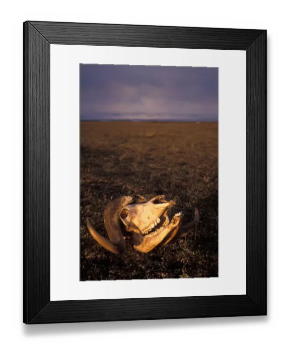Framed Print : muskox, Ovibos moschatus, skull on the 1002 coastal plain, Arctic National Wildlife Refuge Framed Print : muskox, Ovibos moschatus, skull on the 1002 coastal plain, Arctic National Wildlife Refuge