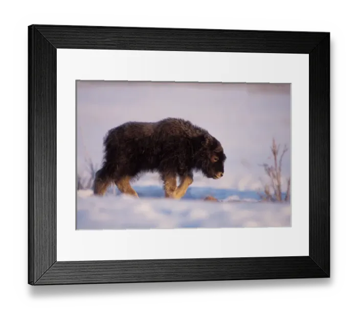 Framed Print : muskox, Ovibos moschatus, newborn calf walks on the coastal plain of the North Slope Framed Print : muskox, Ovibos moschatus, newborn calf walks on the coastal plain of the North Slope