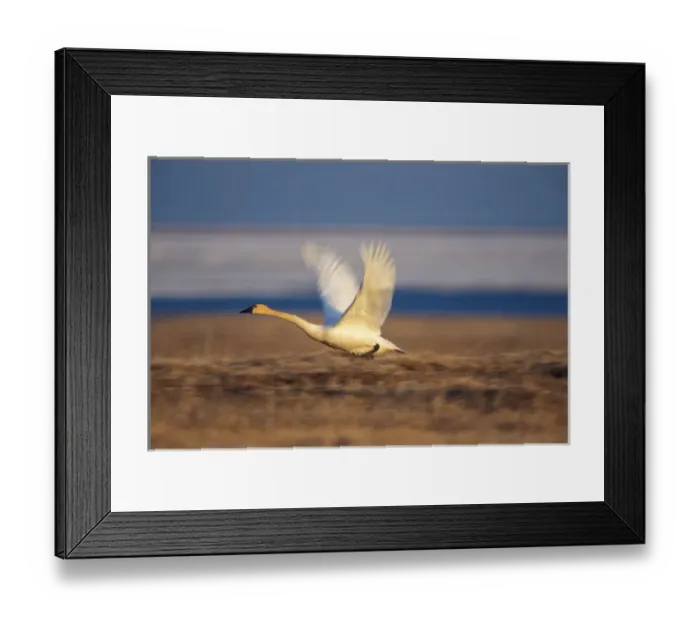 Framed Print : tundra swan, Cygnus columbianus, or whistling swan, in flight, Arctic National Wildlife Refuge Framed Print : tundra swan, Cygnus columbianus, or whistling swan, in flight, Arctic National Wildlife Refuge