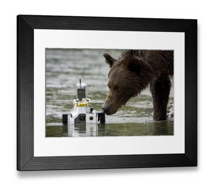 Framed Print : USA, Alaska, Katmai National Park, Kinak Bay, Brown Bear (Ursus arctos) sniffs