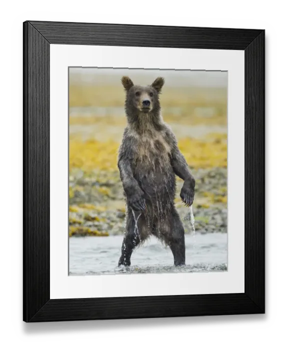 Framed Print : USA, Alaska, Katmai National Park, Grizzly Bear yearling cub (Ursus arctos) stands Framed Print : USA, Alaska, Katmai National Park, Grizzly Bear yearling cub (Ursus arctos) stands